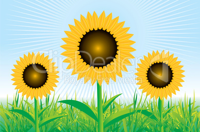 Beautiful vector sunflower background