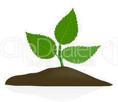 Young plant in dark soil isolated on white background
