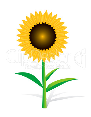 Sunflower On White