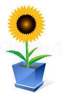 Sunflower spot concept