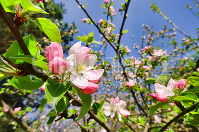 Apfelblüte - apple blossom 06