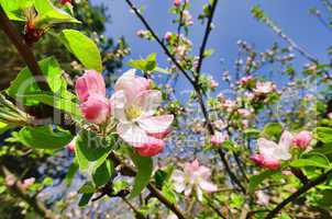 Apfelblüte - apple blossom 06