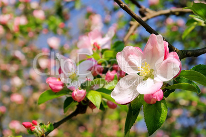 Apfelblüte - apple blossom 07