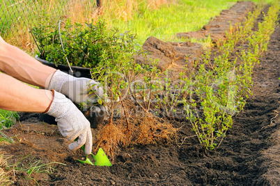Hecke pflanzen - planting a hedge 05