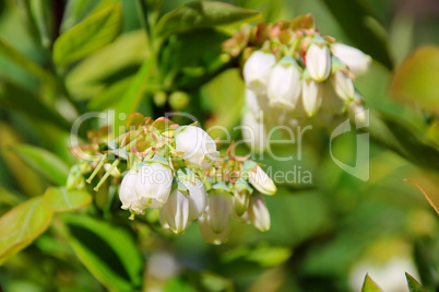 Heidelbeere Bluete - Bilberry flower 01