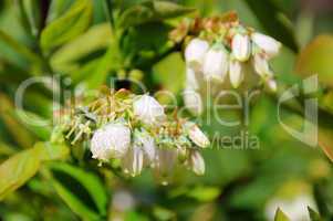 Heidelbeere Bluete - Bilberry flower 01