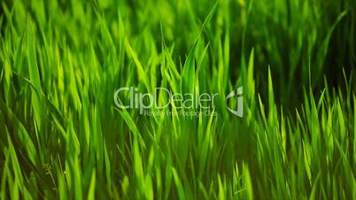 Grass green closeup Slow MOtion