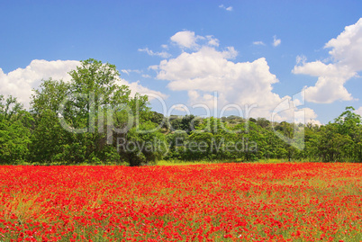 Klatschmohn im Feld - corn poppy in field 08