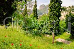 Mohn am Gardasee - corn poppy near lake garda 03