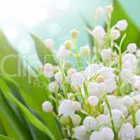 Maiglöckchen / lily of the valley