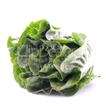 Romana Salatherz / romaine lettuce