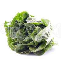 Romana Salatherz / romaine lettuce