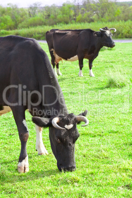 Cows grazing