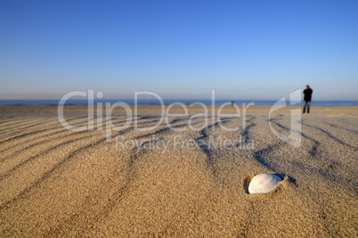 Muschel am Sandstrand