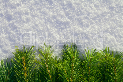 Pine needles on snow