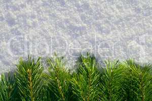 Pine needles on snow
