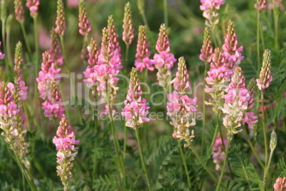 Feldblumen