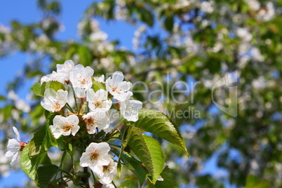 Kirschblüten am Kirschbaum