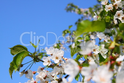 Kirschblüten am Kirschbaum