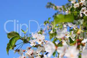 Kirschblüten am Kirschbaum