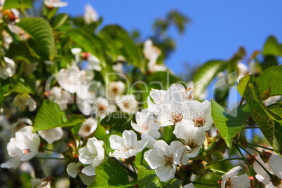 Kirschblüten am Kirschbaum