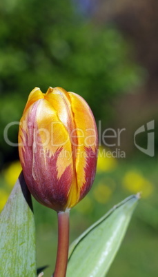 Tulpe