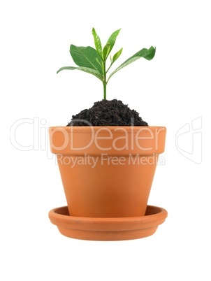 Flower Pot