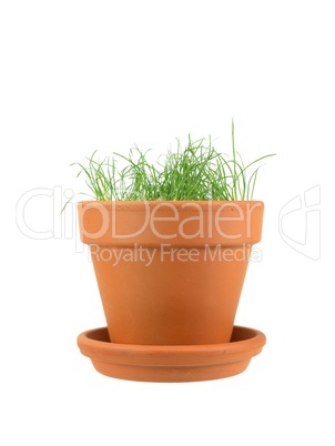 Flower Pot