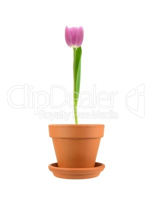 Flower Pot