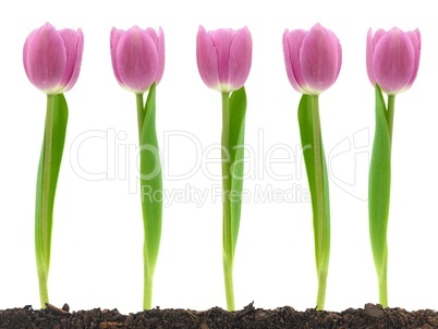 Pink Tulips