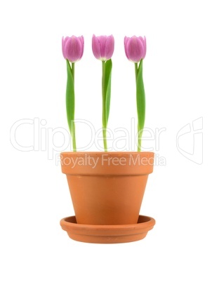 Flower Pot