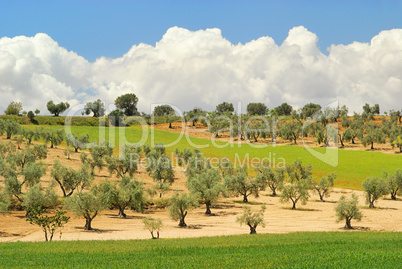 Olivenbaum - olive tree 55