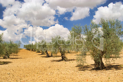 Olivenhain - olive grove 28