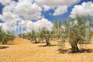 Olivenhain - olive grove 28