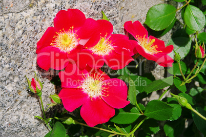 Rose rot Candia - Rose red Candia 01