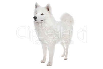 Samoyed dog