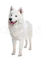 Samoyed dog