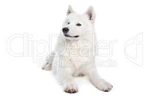 Samoyed dog