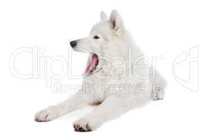 Samoyed dog