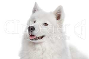 Samoyed dog