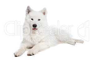 Samoyed dog