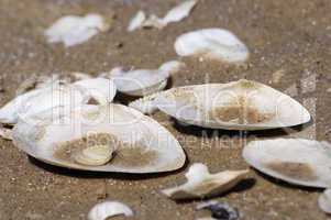 Muscheln im nassen Sand