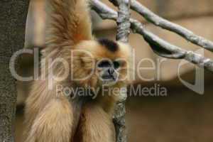 Blonder Gibbon
