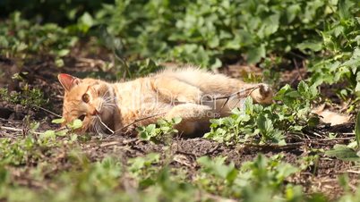 Red cat luxuriates in warm spring sunshine