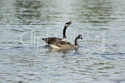 Kanadische  Gans