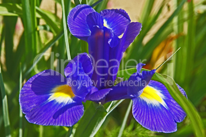 blaue iris