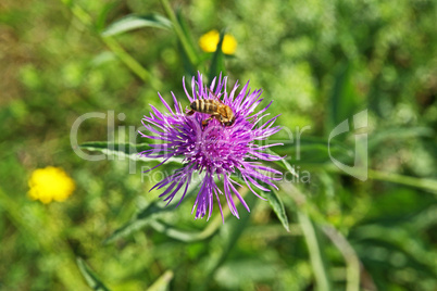 distel und biene