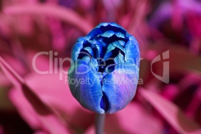 blaue tulpe