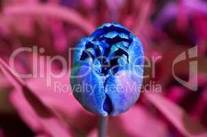 blaue tulpe