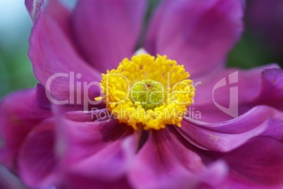 lila anemone